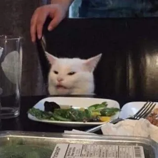 🥗 gatto, meme, disgustato, insalata, divertente, animale telegram sticker