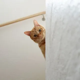 🪐 cat, pet, animal, orange tabby, domestic cat, feline telegram sticker