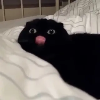 😛 chat, chat noir, animal, animal de compagnie, drôle, mignon, couché telegram sticker