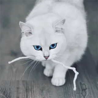 😒 gato, gato branco, olhos azuis, animal de estimação, animal, animal doméstico, fofo, fofo telegram sticker