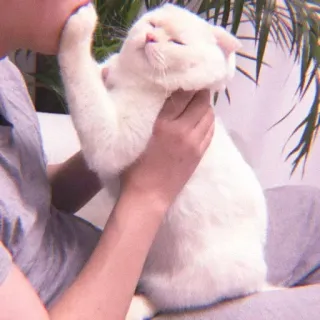 ❤ gato, mascota, blanco, animal, lindo, doméstico whatsapp sticker