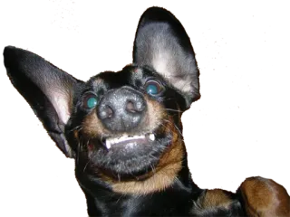 😬 собака, животное, карликовый пинчер, пинчер, зубы whatsapp sticker