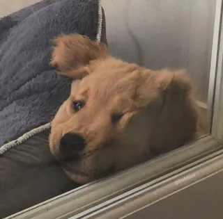 😟 hond, puppy, golden retriever, schattig, huisdier, dier telegram sticker