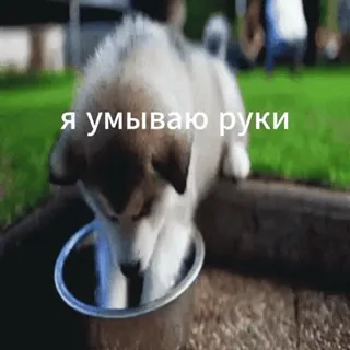 🤣 я умываю руки puppy, husky, washing, water, cute, dog, funny telegram sticker