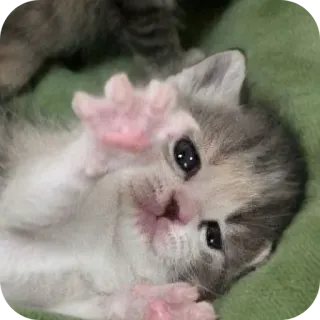 🐱 小猫, 猫, 可爱, 动物, 宠物, 迷人 telegram sticker