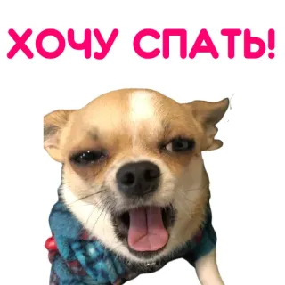 😴 ХОЧУ СПАТЬ! dog, sleepy, tired, animal, chihuahua telegram sticker