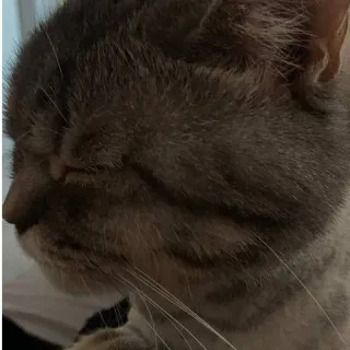 🐱 cat, animal, domestic cat, pet, feline, mammal whatsapp sticker