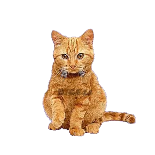 @STIKERFORALL CATSGATTIGATOS whatsapp stickers