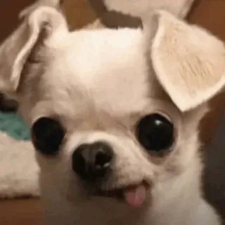 🍫 chien, chihuahua, mignon, animal, animal de compagnie, langue whatsapp sticker