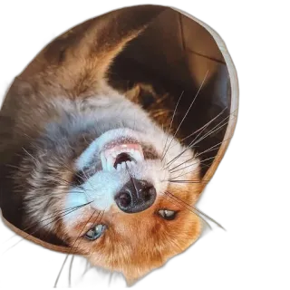 🕳 fox, animal, cute, mammal, wildlife, portrait telegram sticker