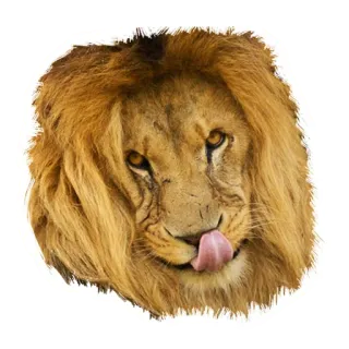 Lion life whatsapp stickers