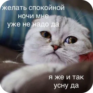 🫥 желать спокойной ночи мне уже не надо да я же и так усну да cat, meme, sleepy, sad, tired, funny, mood, feline telegram sticker