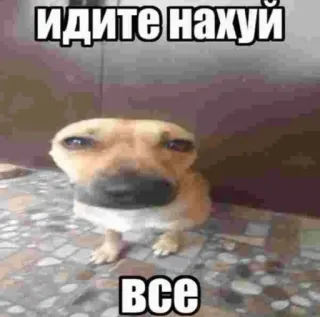 🥱 ИДИТЕ НАХУЙ ВСЕ cachorro, meme, ofensivo, russo, palavrões telegram sticker
