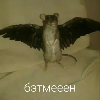 🤠 бэтмееен souris, chauve-souris, ailes, animal, créature telegram sticker