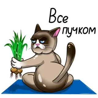 ЙогоКотики whatsapp stickers