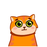 🔥 kot, kociak, słodki, zwierzę, zwierzak, pomarańczowy whatsapp sticker