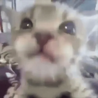 🌟 猫, 動物, ペット, ミーム, 面白い whatsapp sticker