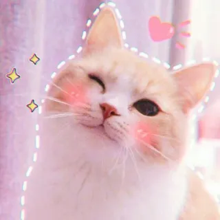 🍓 gato, lindo, animal, mascota, gatito, kawaii, sonrojo, guiño telegram sticker