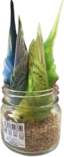 👇 birds, jar, budgies, parakeets telegram sticker