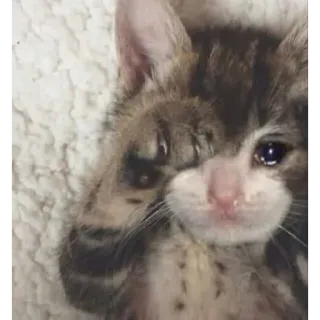 😩 gato, triste, gatito, llorando, lindo telegram sticker