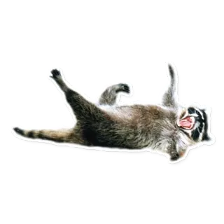 😂 raccoon, animal, cute, funny telegram sticker