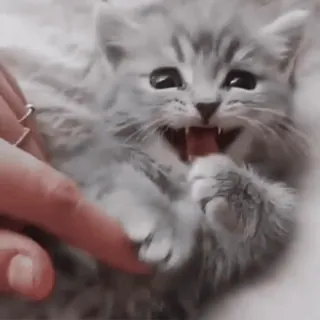 🐈 anak kucing, kucing, imut, hewan, hewan peliharaan, ceria whatsapp sticker