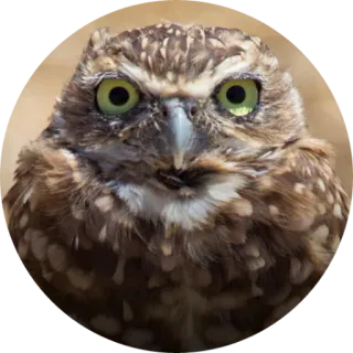 🦉 coruja, pássaro, animal, vida selvagem, natureza telegram sticker