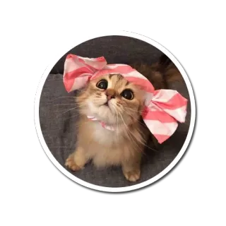 ☺️ แมว, ลูกแมว, น่ารัก, สัตว์เลี้ยง, สัตว์, โบว์ telegram sticker