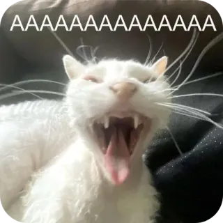 🐱 AAAAAAAAAAAAAAAA 고양이, 하품, 동물, 흰 고양이, 밈, 웃긴, 비명, 고양이과 telegram sticker