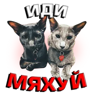 🖕 ИДИ МЯХУЙ gatos, lenguaje ofensivo, ruso, mascotas, animales telegram sticker