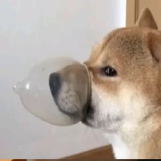 🐶 Hund, Shiba Inu, Tier, Lustig, Ballon whatsapp sticker