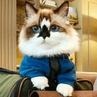 😺 chat, animal, animal de compagnie, mignon, veste bleue, duveteux, chat Ragdoll telegram sticker