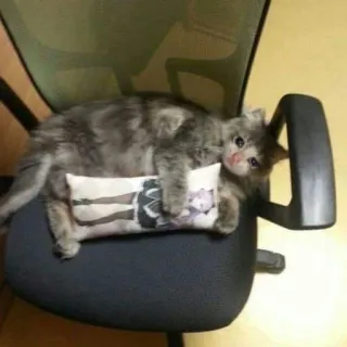 😿 chat, coussin, animal, mignon, animal de compagnie telegram sticker