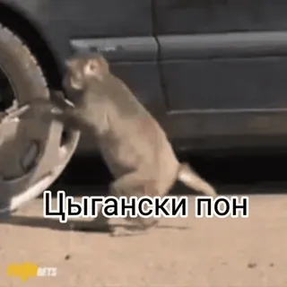 🐵 Цыгански пон scimmia, auto, testo, animale telegram sticker