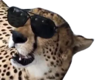 👓 cheetah, sunglasses, animal, cool, wildlife, cat whatsapp sticker