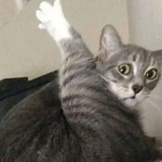 😳 cat, middle finger, rude, animal, offensive telegram sticker