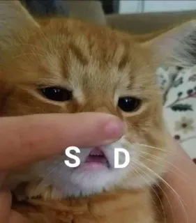 😢 S D cat, sad, pet, animal, meme telegram sticker
