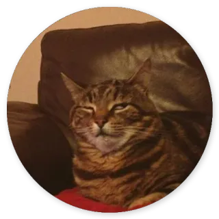😌 cat, feline, animal, pet, domestic cat, tabby cat whatsapp sticker