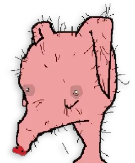 🐷 telegram sticker