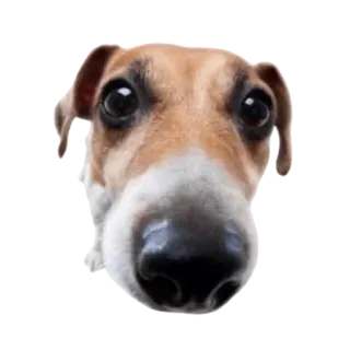 👀 собака, животное, домашнее животное, крупный план, милый, портрет telegram sticker