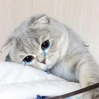 😭 Katze, traurig, weinend, Tränen, Haustier, Tier, Kätzchen telegram sticker