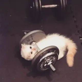 💪 cat, dumbbell, fitness, exercise, workout, animal whatsapp sticker