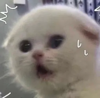 😰 Katze, Kätzchen, süß, geschockt, überrascht, weiß telegram sticker