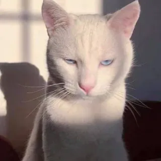 🤍 kat, dier, huisdier, witte kat, blauwe ogen telegram sticker