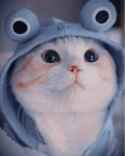 😺 gato, gatinho, animal, fofo, animal de estimação, rã, moletom com capuz telegram sticker