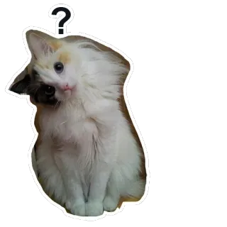🙃 кот, котенок, вопросительный знак, животное, милый, питомец whatsapp sticker