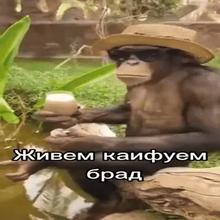 😎 Живем кайфуем брад telegram sticker