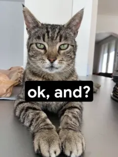 🐾 ok, and? 고양이, 애완동물, 동물, 밈, 확인, 그리고, 질문, 웃긴 telegram sticker