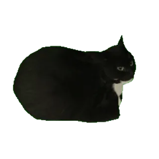 Maxwell Cat @TgSticker whatsapp stickers