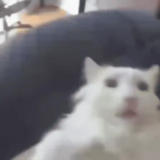 🤙 cat, white, shocked, animal, domestic whatsapp sticker
